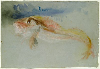 A Gurnard by Joseph Mallord William Turner